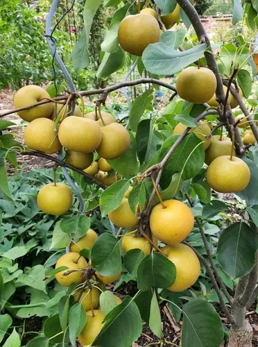 Hybrid Nashpati/Pear Grafted Fruit Healthy Plant
