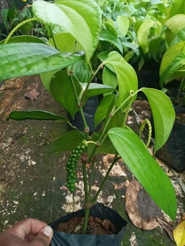 Hybrid First Fruiting Black Pepper Healthy Plant