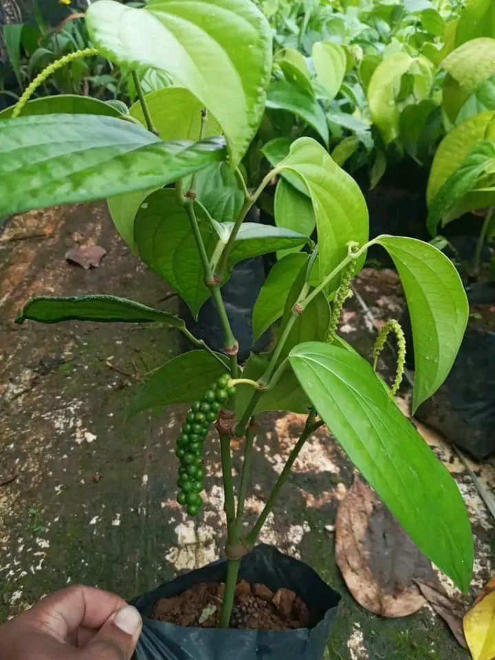 Hybrid First Fruiting Black Pepper Healthy Plant - Image 3