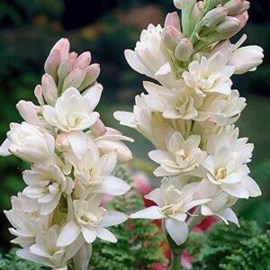 Rajnigandha Tuberose Hybrid Double Petal Flower Bulbs