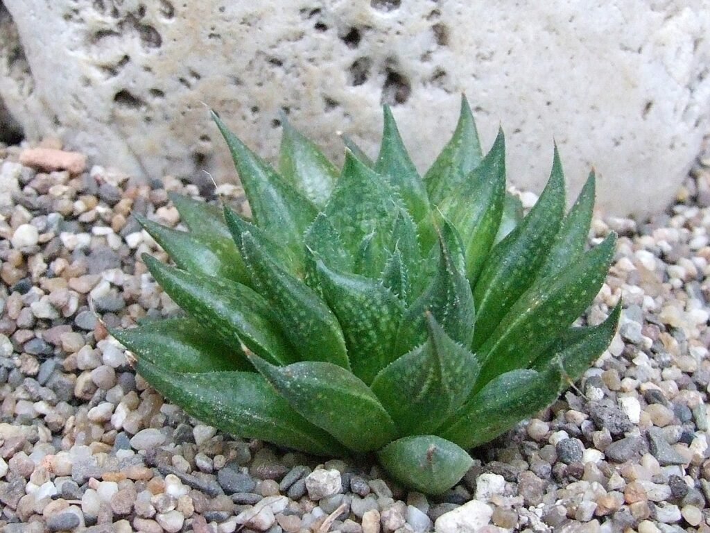 Haworthia Maculata Indoor Succulent Plant