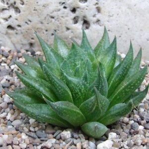 Haworthia Maculata Indoor Succulent Plant - Image 3