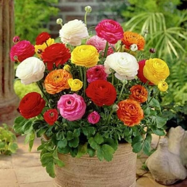 Ranunculus Mixed Color Flower Bulb
