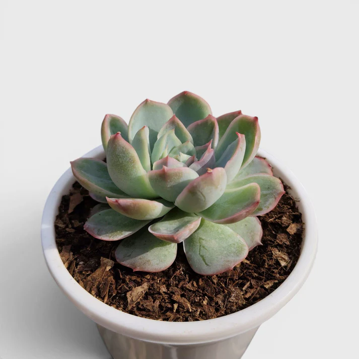 Echeveria Moon Fairy Succulent Plant - Image 2