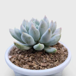 Blue Moonstone Pachyphytum Oviferum Succulent plant - Image 2