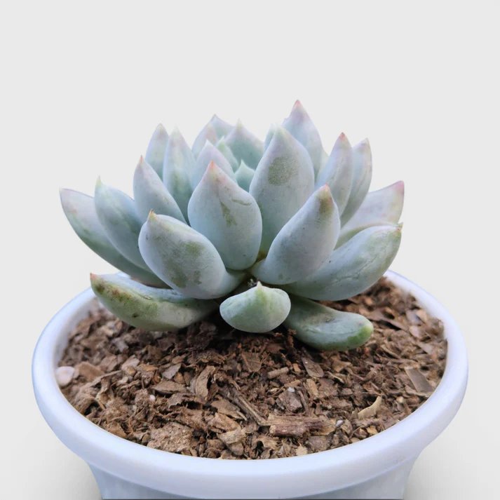 Blue Moonstone Pachyphytum Oviferum Succulent plant - Image 2