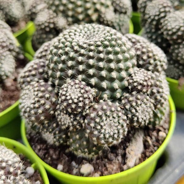 Rebutia Krainziana (Crown Cactus) PLant