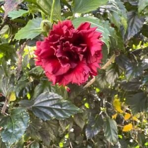 Deep Red Double Petal Variety Hibiscus/Gudhal Flower Plant - Image 3