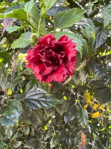 Deep Red Double Petal Variety Hibiscus/Gudhal Flower Plant