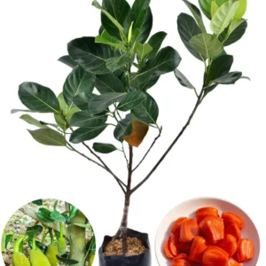 Thai All Time Grafted 1Foot Long Jackfruit Healthy Plant - Image 2