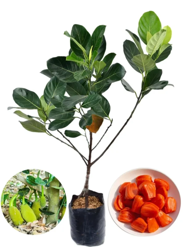 Thai All Time Grafted 1Foot Long Jackfruit Healthy Plant