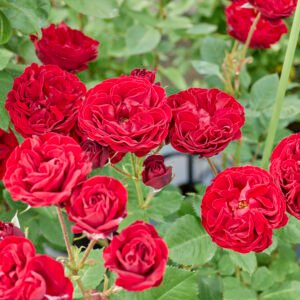 Red Pinachio Id Rose Healthy Grafted Live Plant