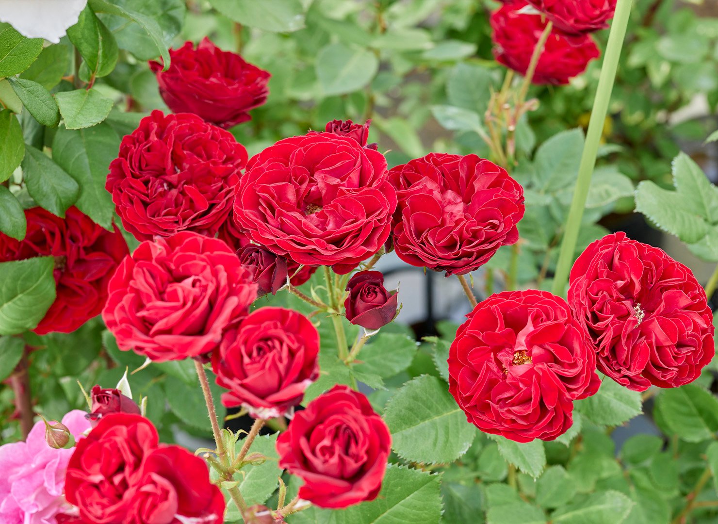 Red Pinachio Id Rose Healthy Grafted Live Plant - Image 1