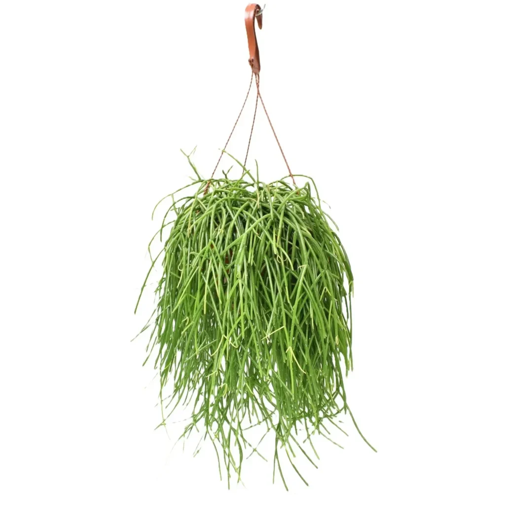 Mistletoe Cactus (Rhipsalis baccifera) Hanging Succulent Plant