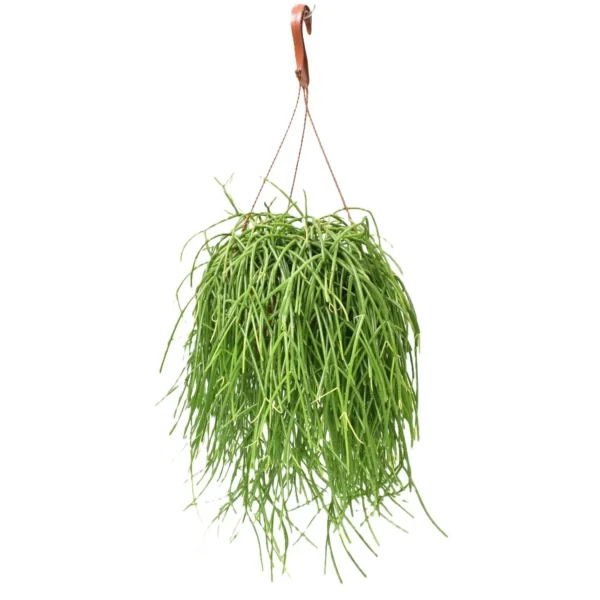 Mistletoe Cactus (Rhipsalis baccifera) Hanging Succulent Plant