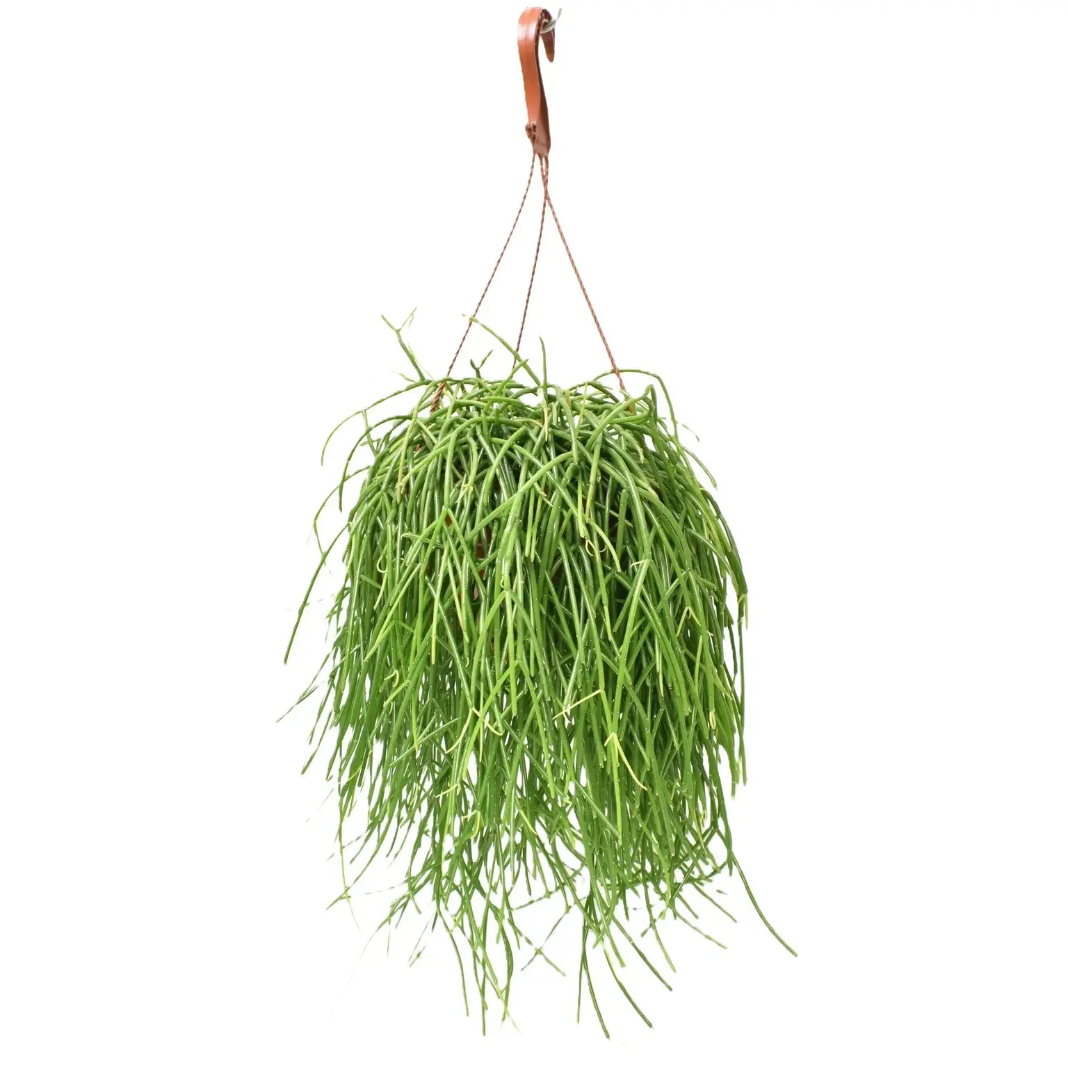 Mistletoe Cactus (Rhipsalis baccifera) Hanging Succulent Plant - Image 2