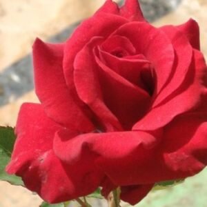 Mainuparle Id Rose Healthy Grafted Live Plant