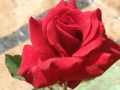 Mainuparle Id Rose Healthy Grafted Live Plant