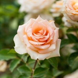 Versilia Id Rose Healthy Grafted Live Plant - Image 2