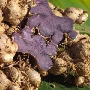 Rare Black Ginger Fresh Bulbs