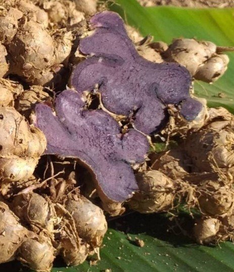 Rare Black Ginger Fresh Bulbs