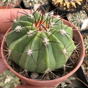 Melocactus Salvadorensis Cactus Healthy Plant