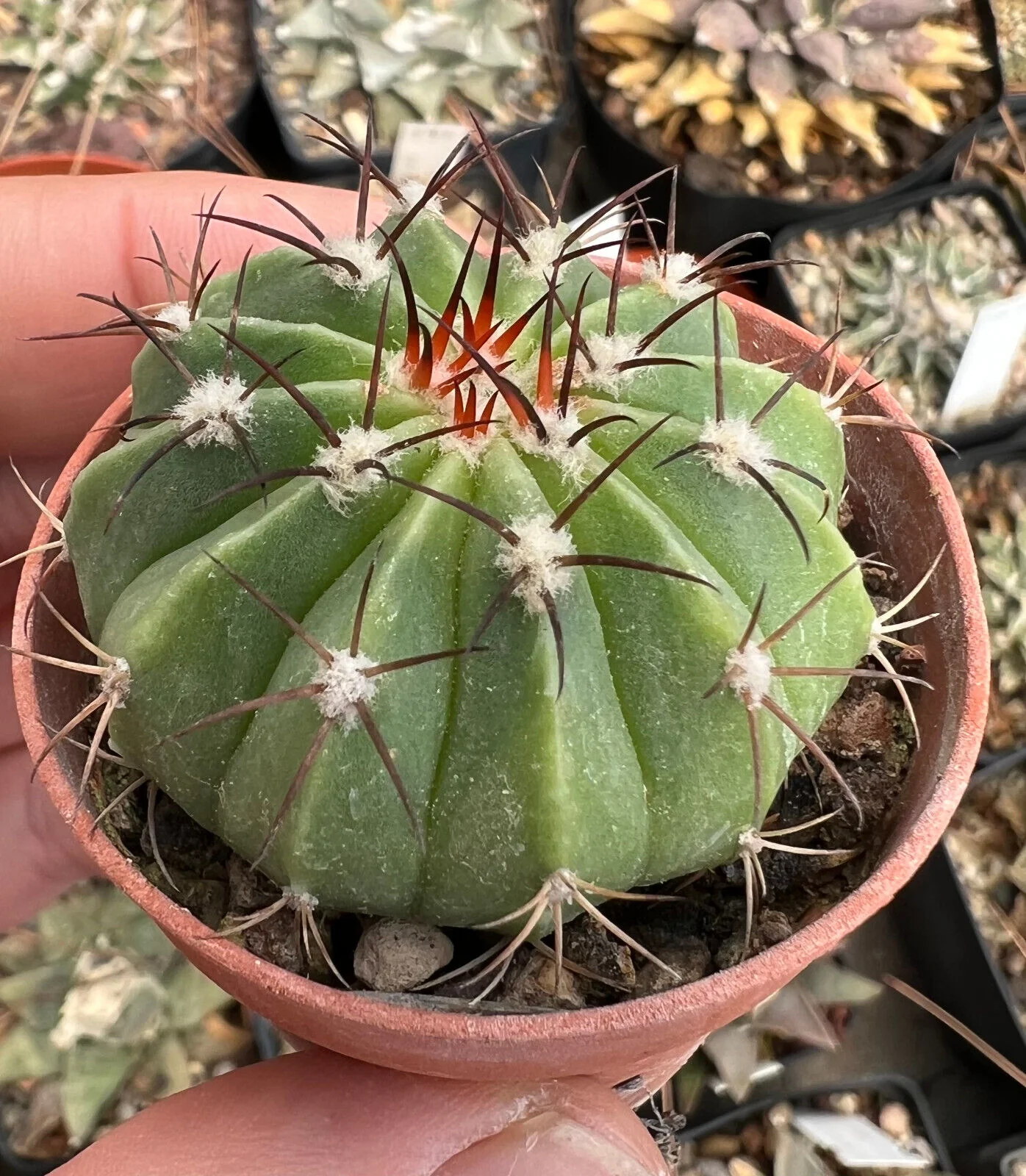 Melocactus Salvadorensis Cactus Healthy Plant - Image 1