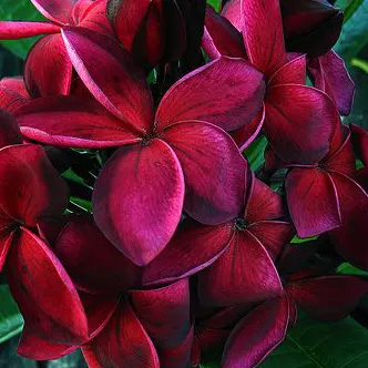 Sweet Fragnance Plumeria Id Scott Pratt Healthy Plant