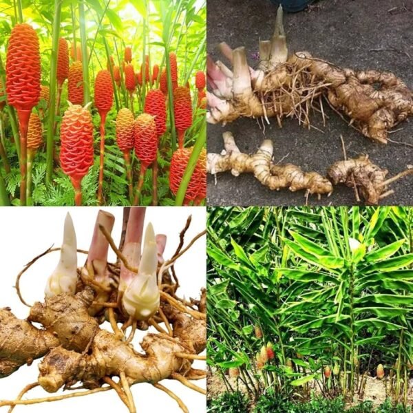Shampoo Ginger lily Flower Bulbs