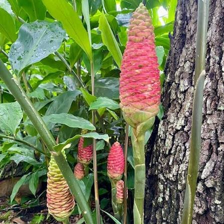 Shampoo Ginger lily Flower Bulbs