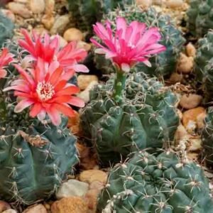 Gymnocalycium Baldianum Cactus Plant