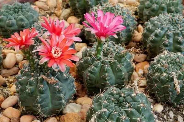 Gymnocalycium Baldianum Cactus Plant