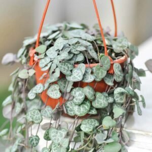 Non-Variegated String of Hearts Plant