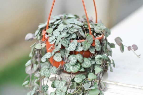 Non-Variegated String of Hearts Plant