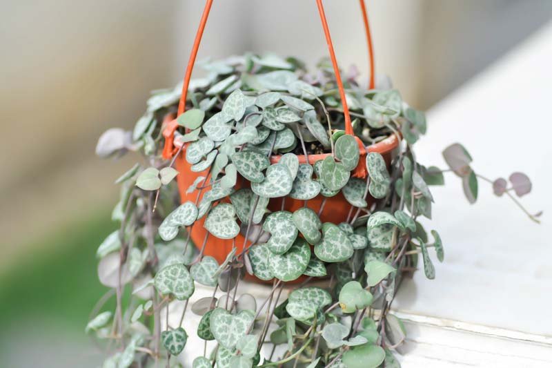 Non-Variegated String of Hearts Plant - Image 1