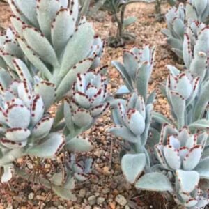 Kalanchoe Tomentosa Chocolate Soldier Panda Plant