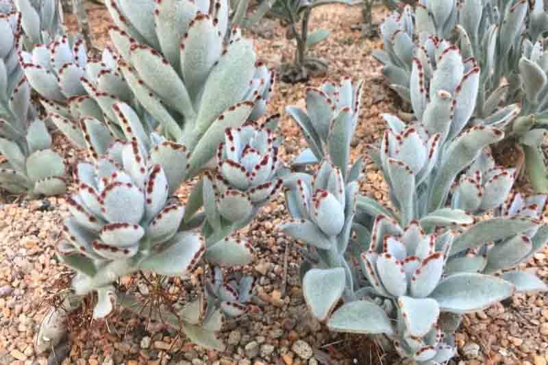 Kalanchoe Tomentosa Chocolate Soldier Panda Plant - Image 1