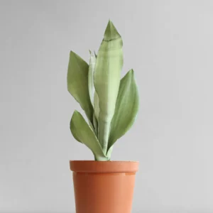 Sansevieria Trifasciata ‘Moonshine’ – Silver Snake Plant - Image 3