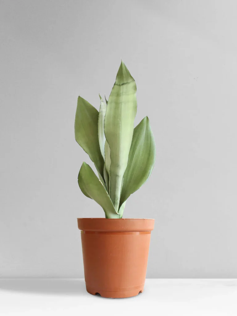 Sansevieria Trifasciata ‘Moonshine’ – Silver Snake Plant