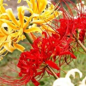 Spider Lily mixed Color Flower Bulb