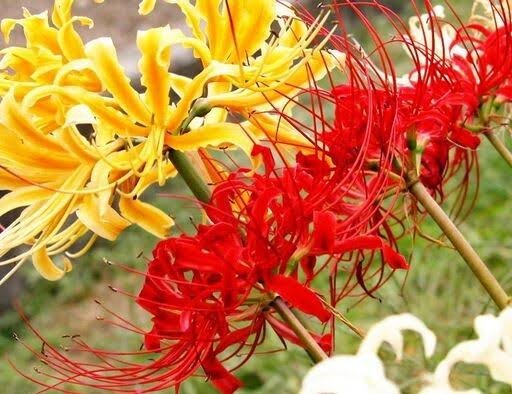 Spider Lily mixed Color Flower Bulb