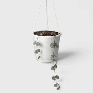 Non-Variegated String of Hearts Plant - Image 2