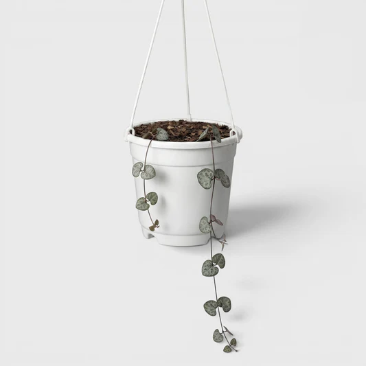 Non-Variegated String of Hearts Plant