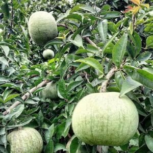 Thai Bael/bel Thornless Grafted Healthy Plant