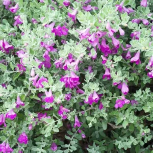Leucophyllum/Texas sage/Nikotia/Nicosia Flower Healthy Plant