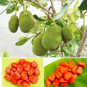 Thai All Time Grafted Jackfruit Healthy Plant