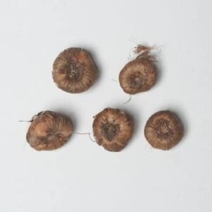 Tritonia Mixed Color Flower Bulbs - Image 2