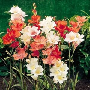 Tritonia Mixed Color Flower Bulbs