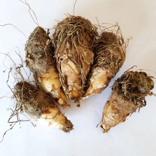 Rajnigandha Tuberose Hybrid Double Petal Flower Bulbs