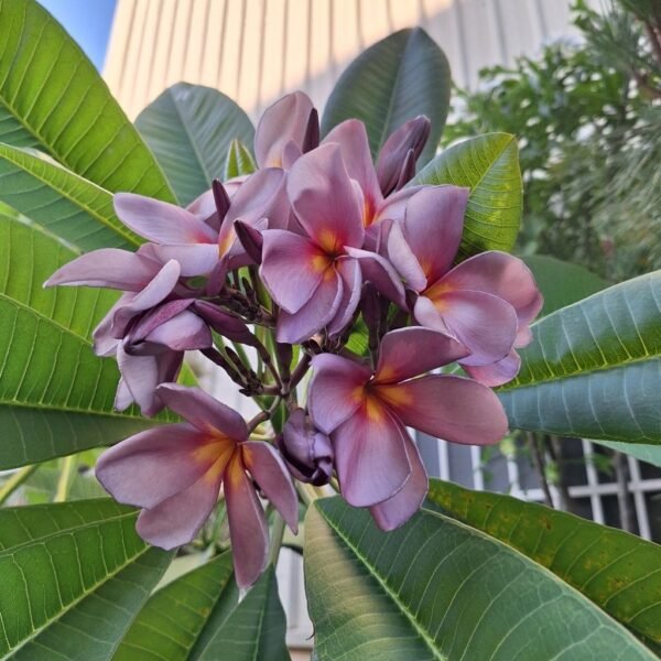 Sweet Fragnance Plumeria Id Purple Serendipity Healthy Plant
